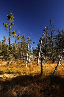Peat-bog In Giant Mountains Stock Image Peat-bog In Giant Mountains Stock Image