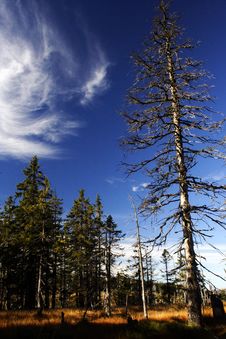Peat-bog In Giant Mountains Stock Photography Peat-bog In Giant Mountains Stock Photography