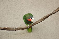 Cuban Parrot Stock Image Cuban Parrot Stock Image