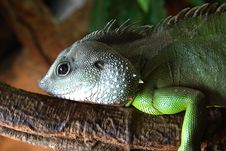 Iguana Stock Photography