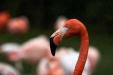 Flamingo Spirit Stock Images Flamingo Spirit Stock Images