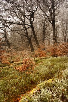 Winter Begins In Forest Royalty Free Stock Photo Winter Begins In Forest Royalty Free Stock Photo