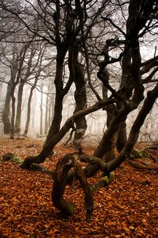 Winter Begins In Forest Royalty Free Stock Photo Winter Begins In Forest Royalty Free Stock Photo
