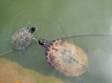 Turtles Royalty Free Stock Image Turtles Royalty Free Stock Image
