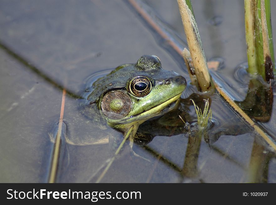 A frog sitting in the water waiting patiently for his next meal to wander by. A frog sitting in the water waiting patiently for his next meal to wander by.