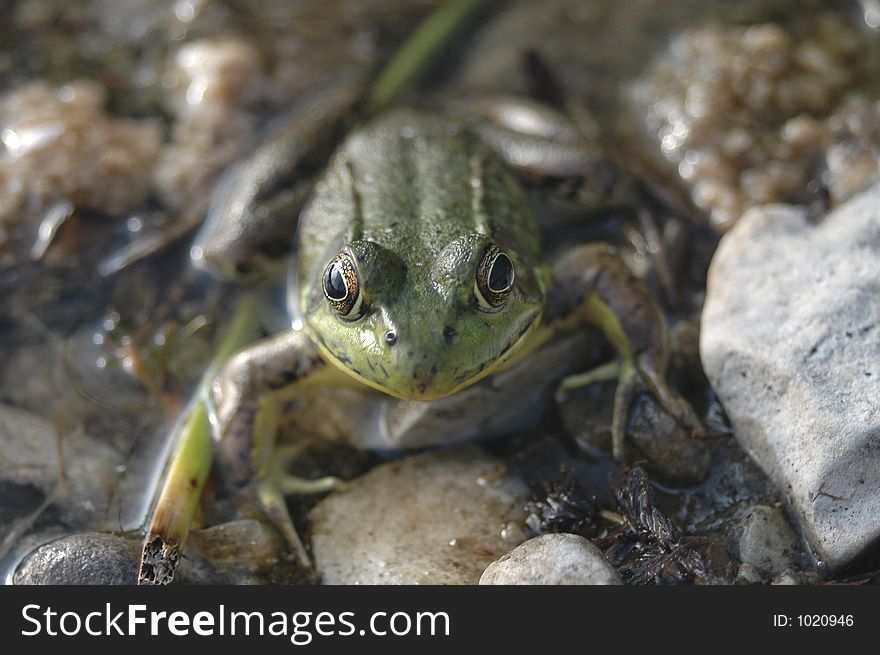 A green frog staring at the camera.