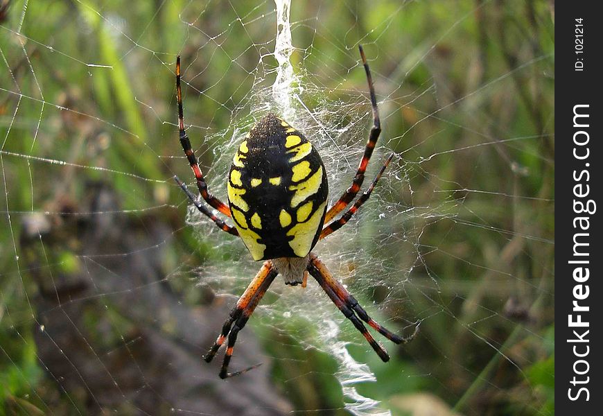 Yellow and black spider in a web. Yellow and black spider in a web
