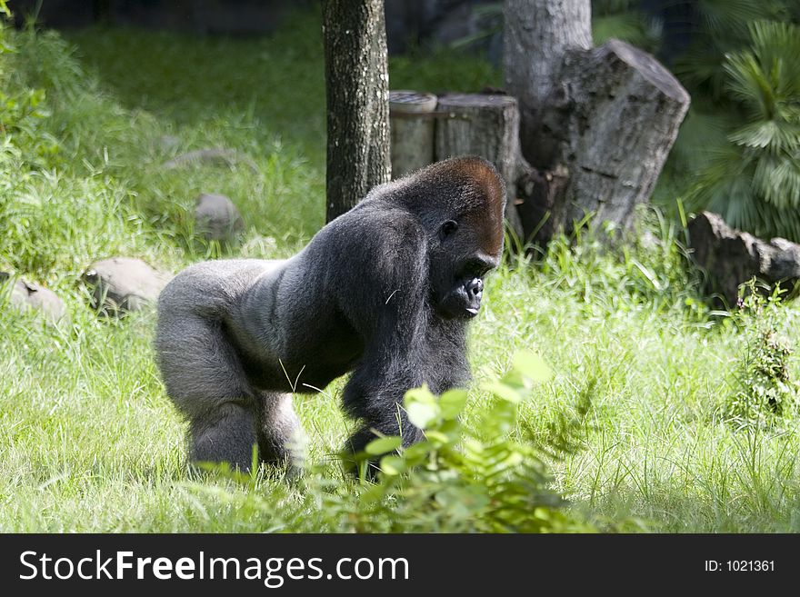 African Gorilla