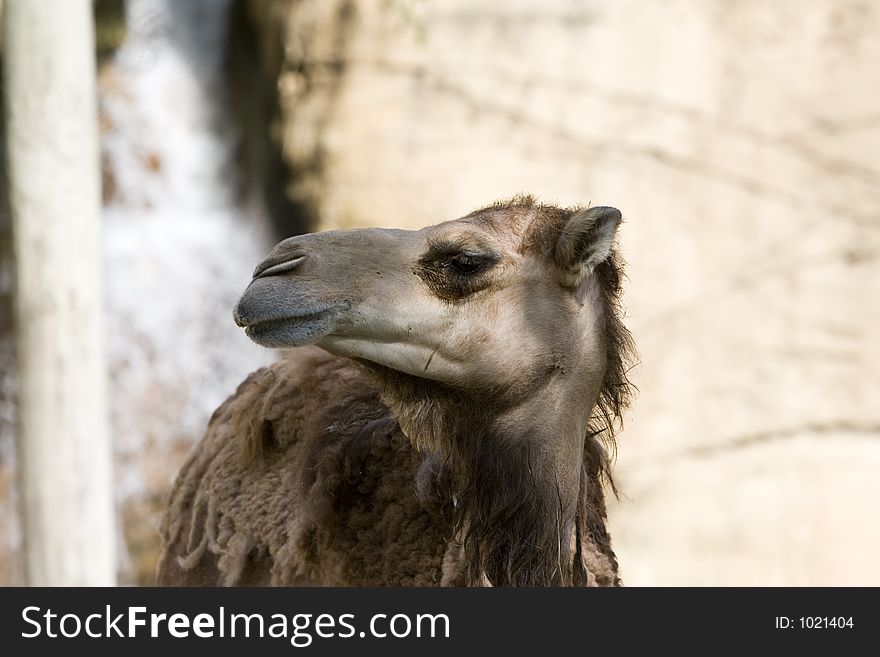 Dromedary Camel