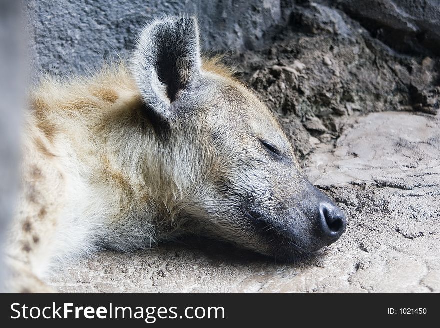 Hyena sleeping