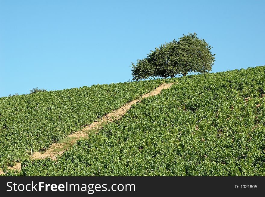 Vineyard and single tree tree in Beaujolais â€“ France. Vineyard and single tree tree in Beaujolais â€“ France