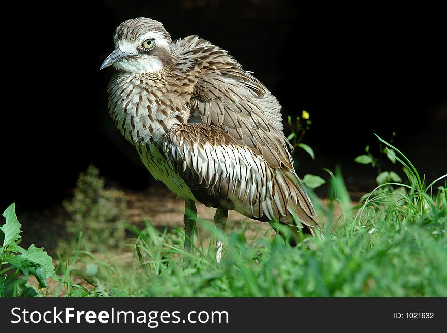 Young Oedicneme bride or Bush Thick-Knee or Bush Stone-curlew. Young Oedicneme bride or Bush Thick-Knee or Bush Stone-curlew