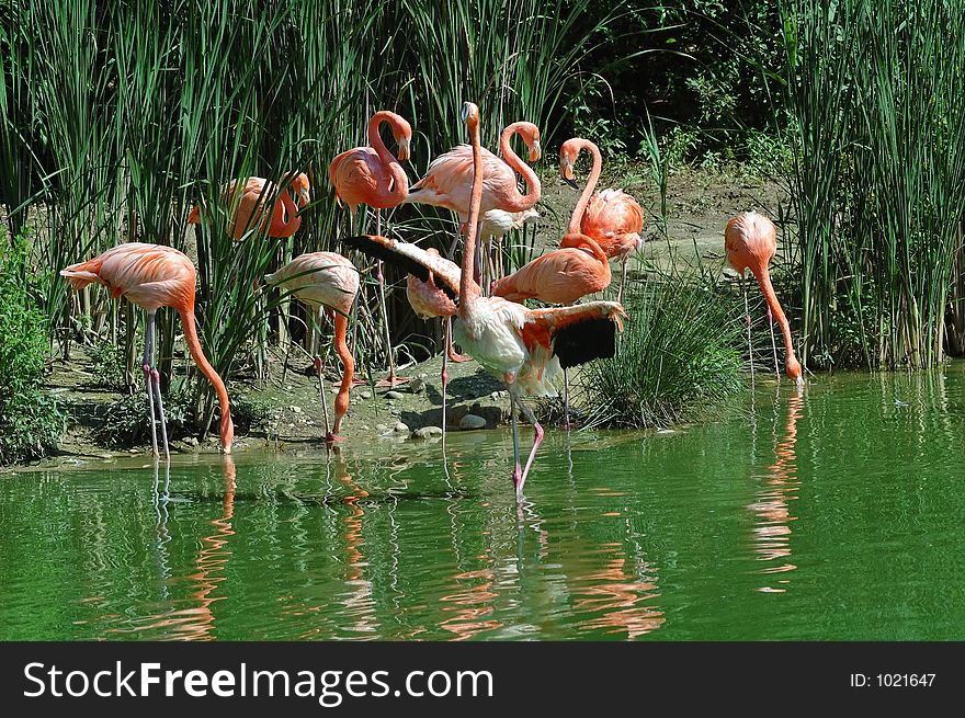 Reflection with pink flamingos