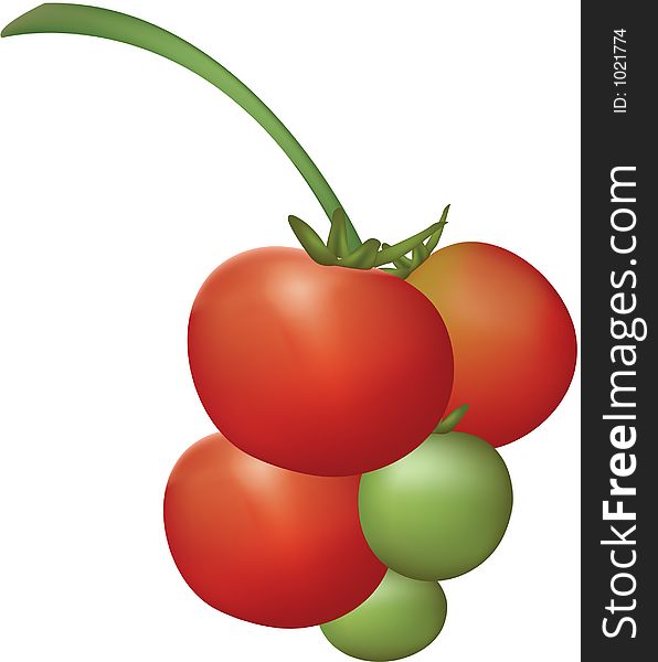Tomato Plant Fruits