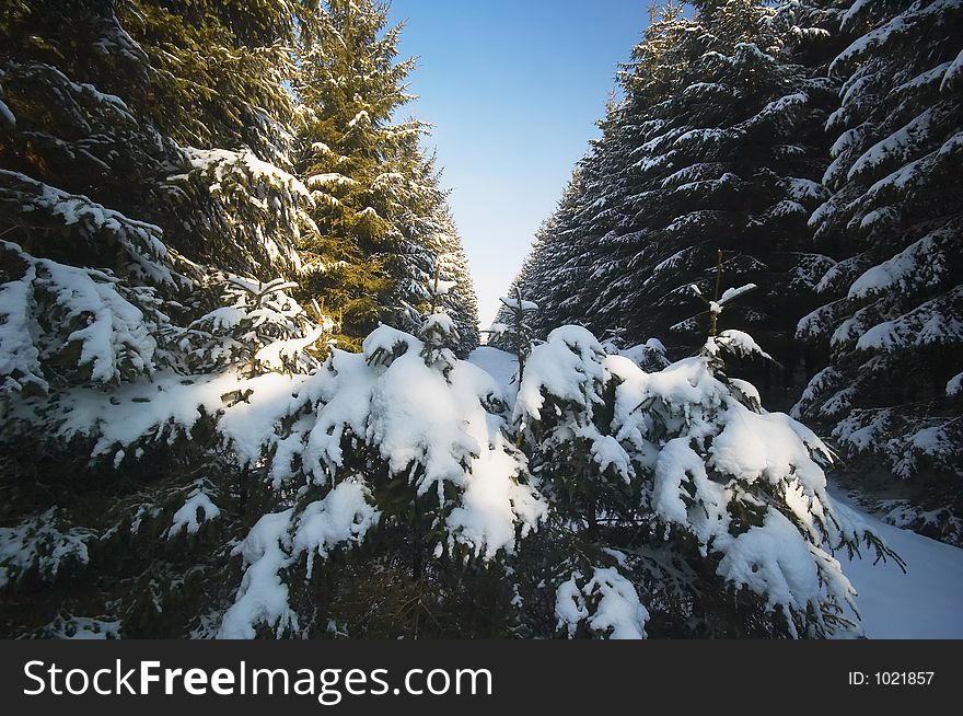 Winter landscape