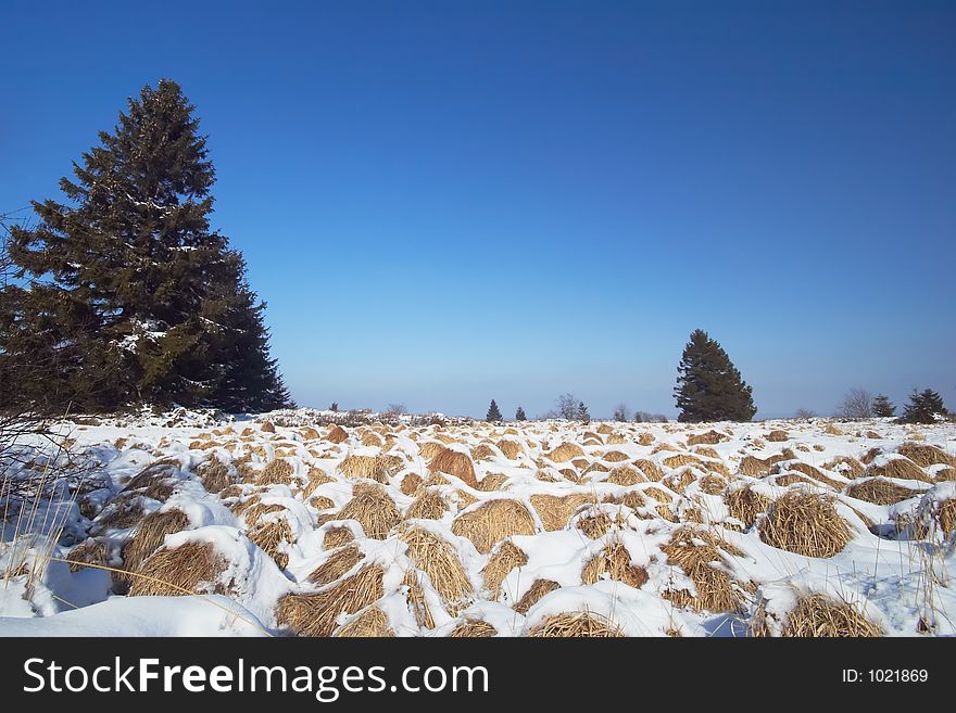 Winter landscape