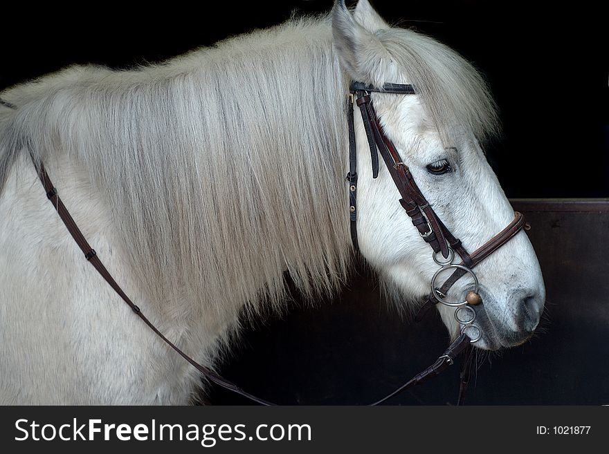 White horse ready to ride