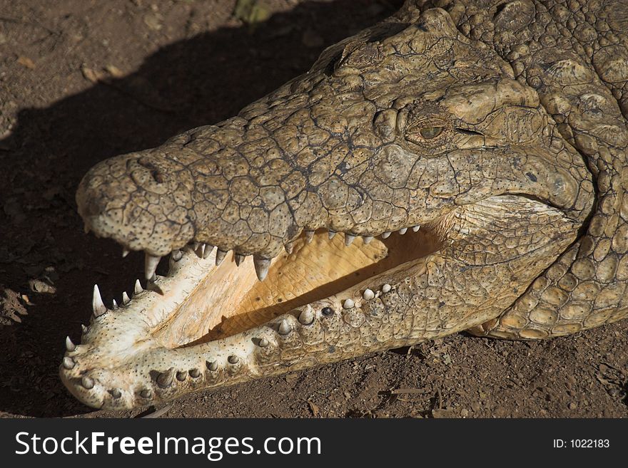 Nile Crocodile lying in the sun