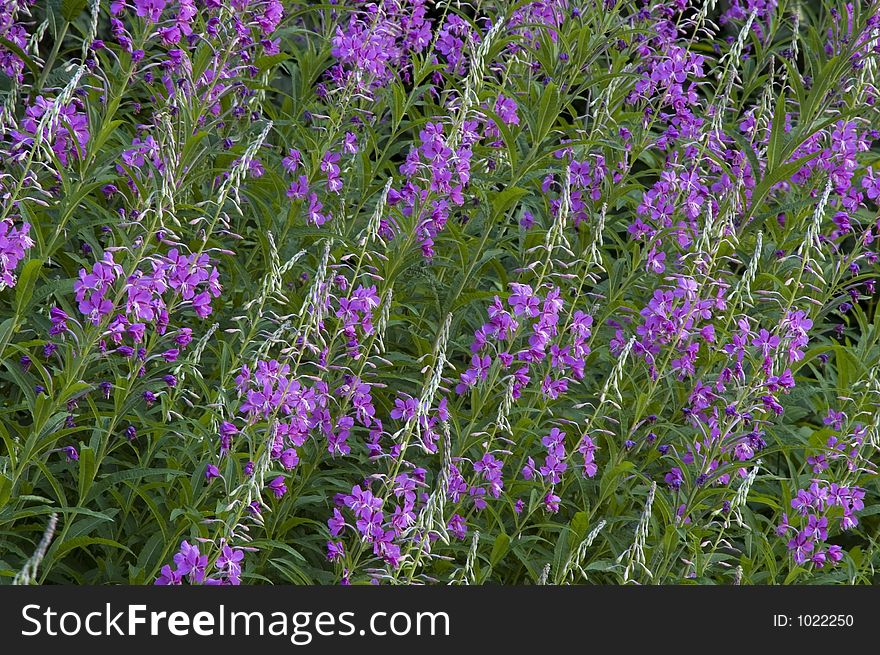 Purple flowers in forest