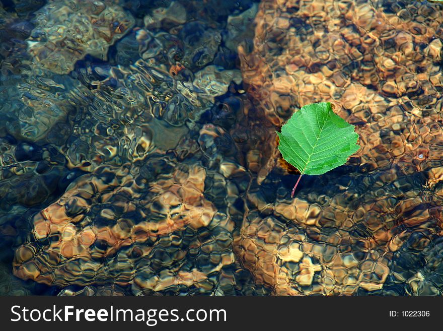 Green leaf floating in the river. Green leaf floating in the river
