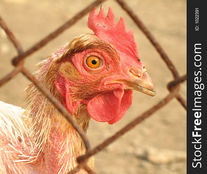 Chicken seen through a chain link fence. Chicken seen through a chain link fence