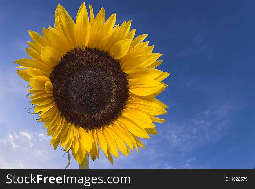 Sunflower on blue skyes