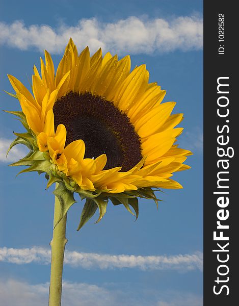 Sunflower on blue skyes