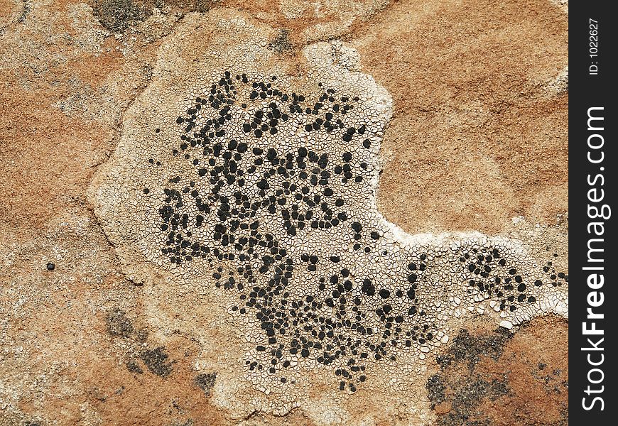 Growth on rocks at Zion National Park