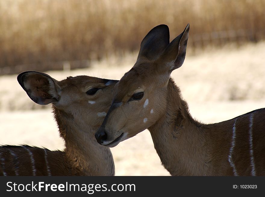 Antelopes being affectionate