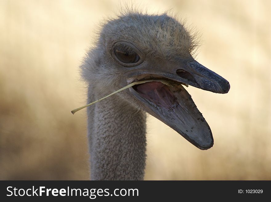 Ostrich head shot with leaf in open beak