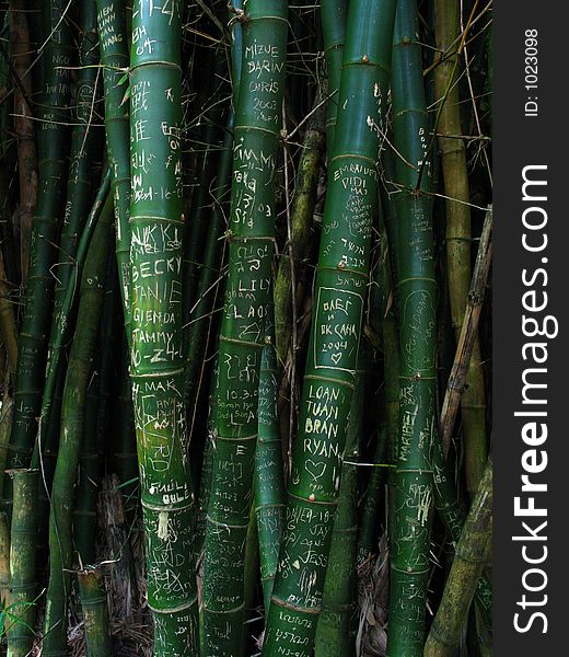 Graffities on bamboo trees. Graffities on bamboo trees