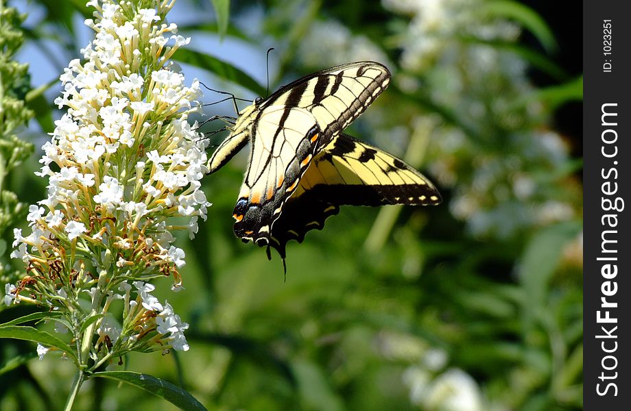 Swallowtail butterfly on butterfly bush. Swallowtail butterfly on butterfly bush