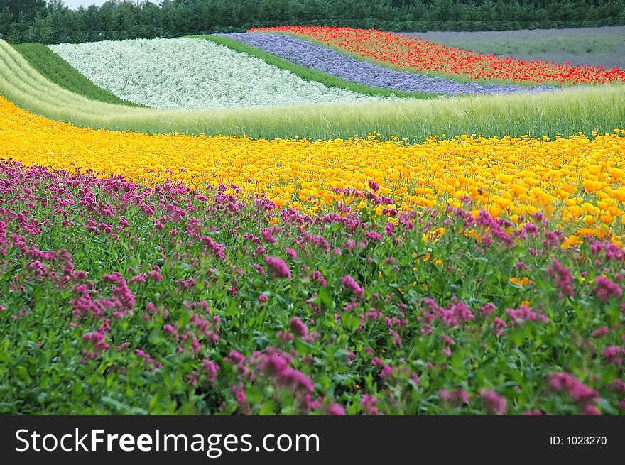 The colourful time of the summer. The colourful time of the summer