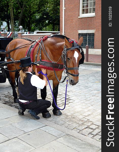 Carriage driver caring for his horse. Carriage driver caring for his horse