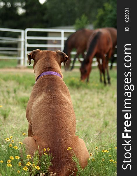 Boxer dog watch horses grazing in a field. Boxer dog watch horses grazing in a field
