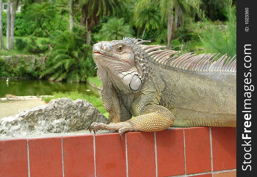 Green Iguana at a Park