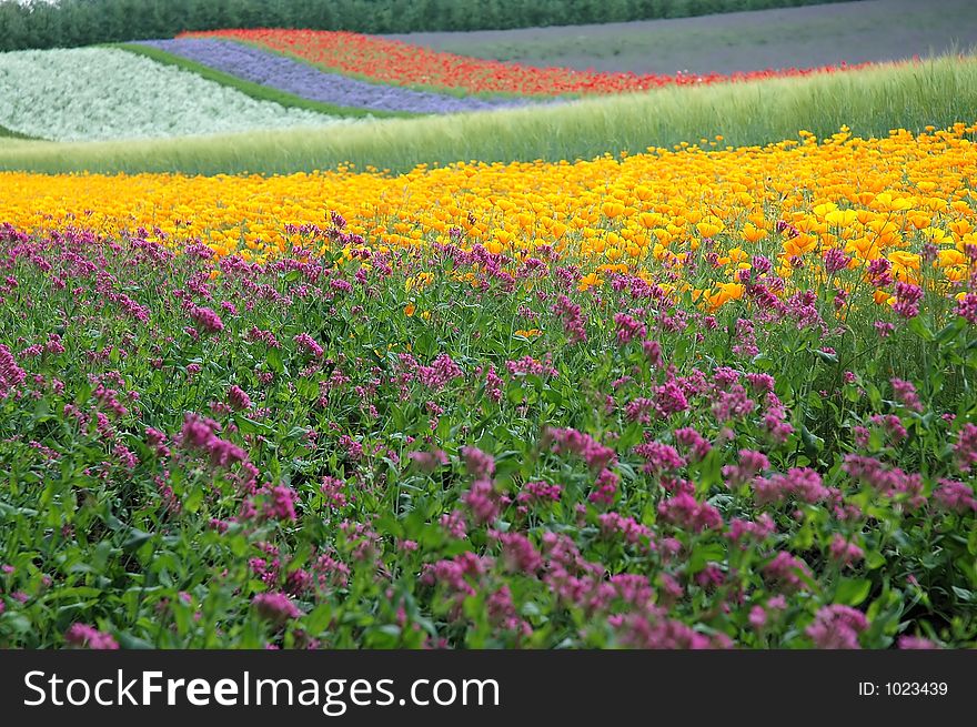 The multicoloured time of the summer. The multicoloured time of the summer