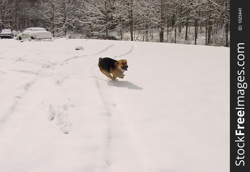Romeo having fun running in the snow of Tennessee. Romeo having fun running in the snow of Tennessee