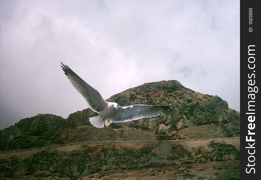 Soaring seagul in Flight