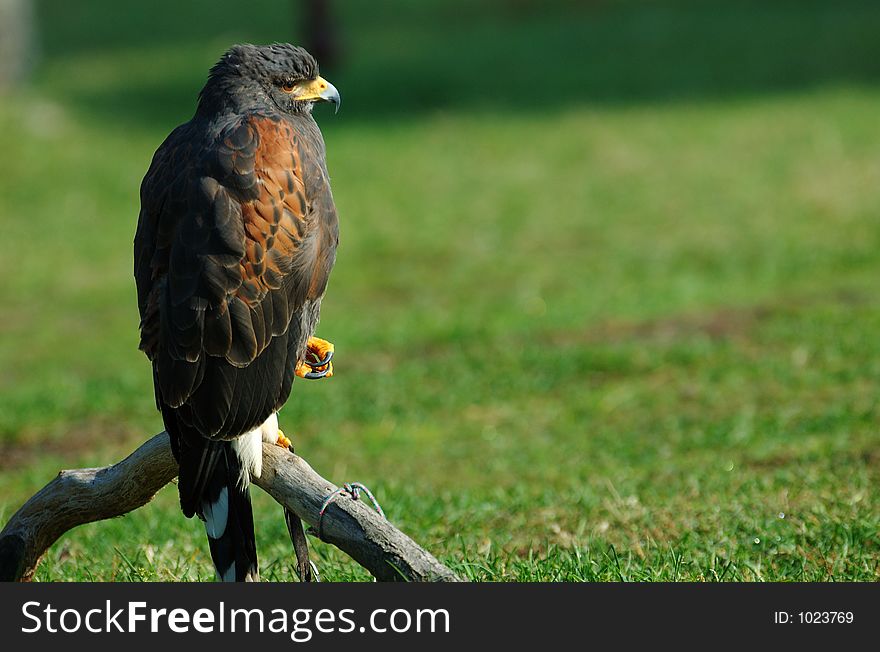 Harris's Hawk waiting to fly