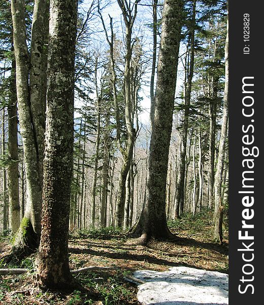 Beautiful forest in Caucasian mountains. Beautiful forest in Caucasian mountains