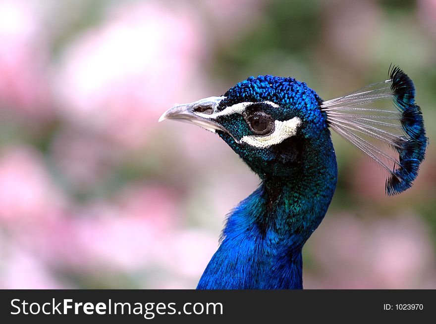 Blue peacock profil. Blue peacock profil