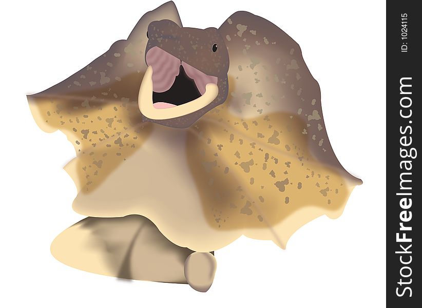 Frilled-neck Lizard