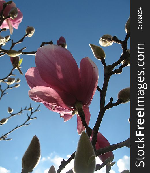 A low angle shot of a magnolia flower in late bloom, with a beautiful blue sky in the background and some late afternoon clouds. A low angle shot of a magnolia flower in late bloom, with a beautiful blue sky in the background and some late afternoon clouds