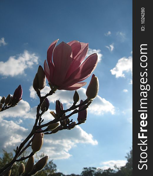 A magnolia in dramatic contrast with a cloud strewn sky hiding the bright sun. A magnolia in dramatic contrast with a cloud strewn sky hiding the bright sun.