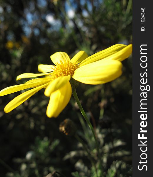 A yellow daisy in a lush dark green bush from a side angle. Pollen and petals in great focus. A yellow daisy in a lush dark green bush from a side angle. Pollen and petals in great focus