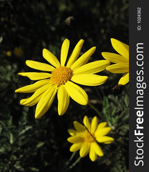 Close up of a yellow daisy flower with others in the background. Close up of a yellow daisy flower with others in the background