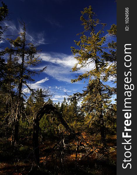 Peat-bog in Giant mountains (Černohorské rašeliniště)