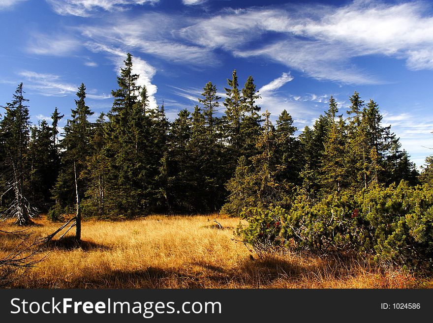 Peat-bog In Giant Mountains