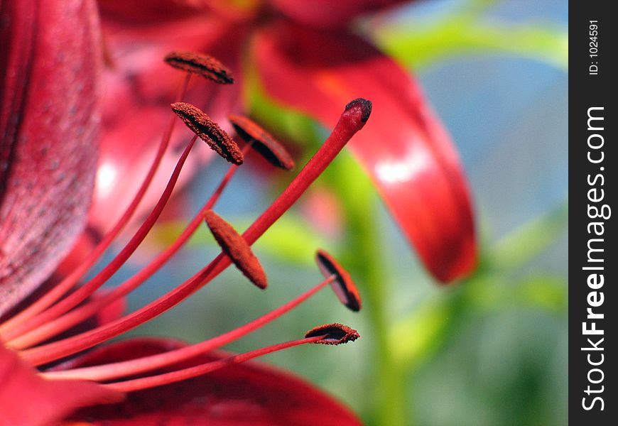 Red lily flower